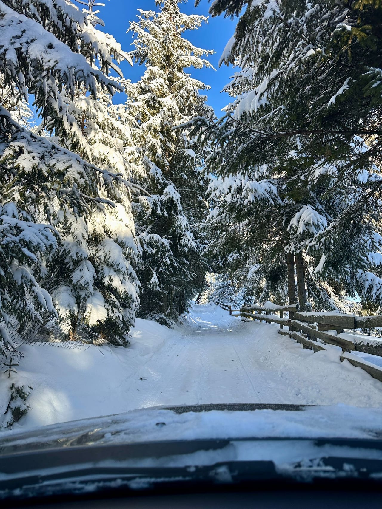 Drumul forestier acoperit de zăpadă, brazi încărcați de nea, cer senin
